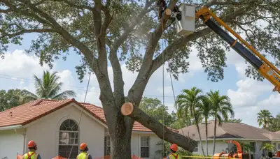Professional arborists performing safe tree removal with crane in New Port Richey, FL