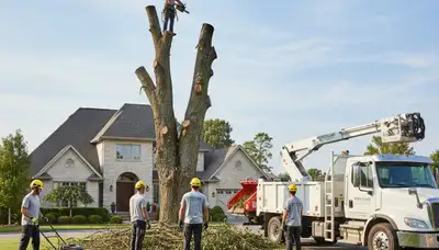 Professional lawn and tree service crew in New Port Richey FL trimming and maintaining residential yard