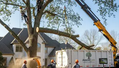 Arborists performing professional tree removal in New Port Richey, FL for storm-damaged trees