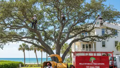 Professional tree removal service team in New Port Richey FL safely cutting large oak tree