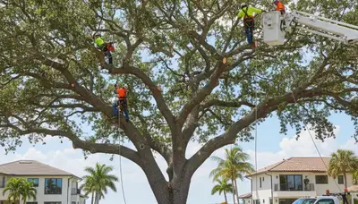 Professional tree removal service in New Port Richey FL safely clearing large oak trees