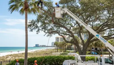Professional tree removal service in New Port Richey FL safely cutting and clearing large oak trees