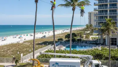 Professional tree removal service in New Port Richey FL by certified arborists