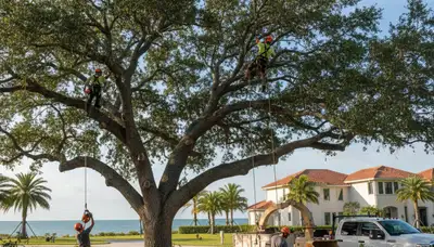 Professional tree removal service in New Port Richey FL safely cutting and clearing large oak tree