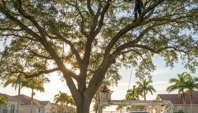 Professional tree removal service in New Port Richey FL by certified arborists