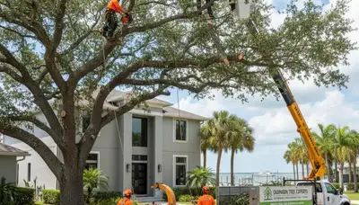 Professional tree removal service in New Port Richey FL by certified arborists