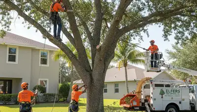 Professional tree removal service in New Port Richey FL removing large oak safely