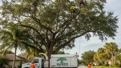 Professional tree removal service in New Port Richey FL safely clearing residential property