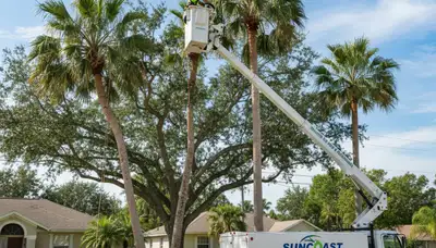 Professional tree removal service in New Port Richey FL by certified arborists