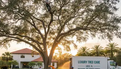 Professional tree removal service in New Port Richey FL safely clearing large oak trees