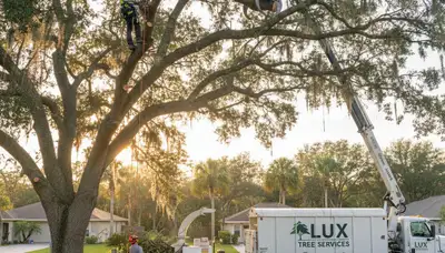 Professional tree removal service in New Port Richey FL clearing large oak safely