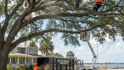 Professional tree removal service in New Port Richey FL by certified arborists