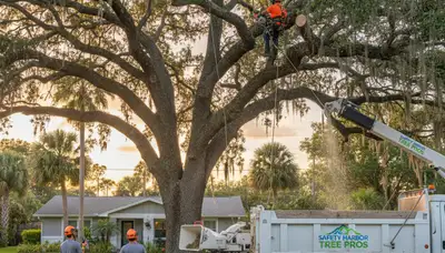 Professional tree removal service in New Port Richey FL by licensed arborists