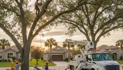 Professional tree removal service in New Port Richey FL by certified arborists