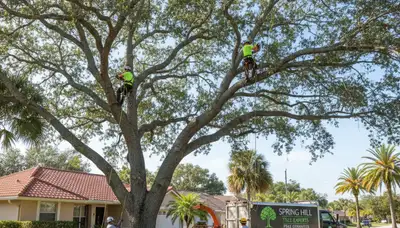 Professional tree removal service in New Port Richey FL clearing large oak safely