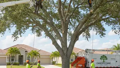 Professional tree removal service in New Port Richey FL by certified arborists