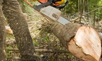 Tree Service in New Port Richey FL Tree Service Estimates in New Port Richey FL Tree Service Quotes in New Port Richey FL Tree Service Professionals in New Port Richey FL 