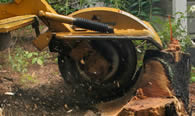 Stump Removal in New Port Richey FL