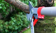 Tree Pruning Services in New Port Richey FL