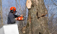 Tree Removal in New Port Richey FL