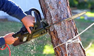 Tree Trimming in New Port Richey FL